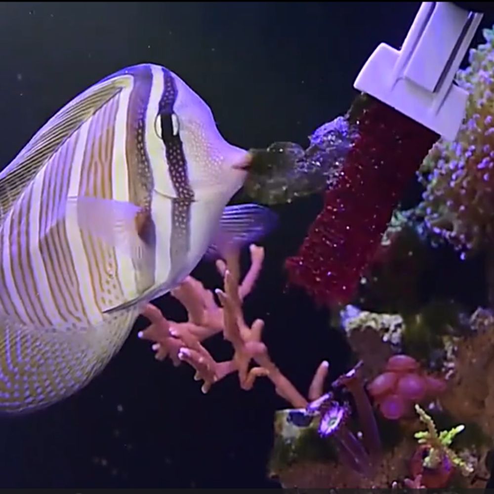 磁気式水槽海藻野菜クリップ、丈夫な水槽藻類給餌クランプ、海洋 - Aquarium Marine Services のレビューと価格