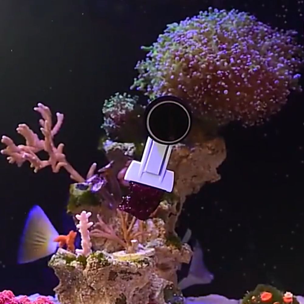 磁気式水槽用海藻野菜クリップ、しっかりとした海洋産藻類給餌ク - Aquarium Marine Services のレビューと価格
